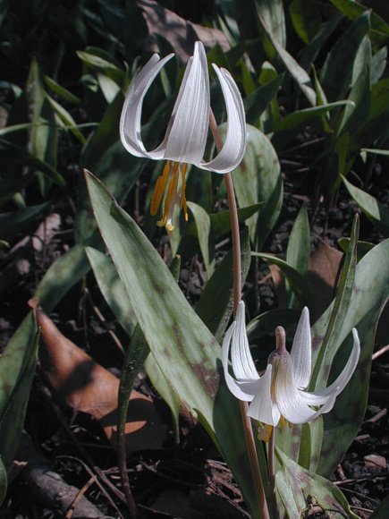 Trout lily, Erythronium albidum