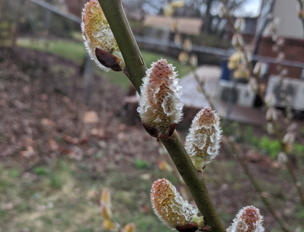Pussy willow, Salix discolor